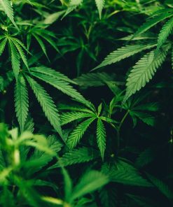Cannabis