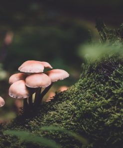 Mushrooms