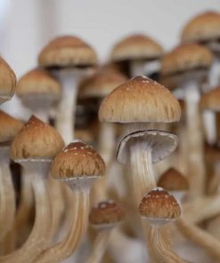 Golden Teacher